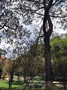 Kunming - Universite du Yunnan (45)
